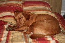 image of vizsla