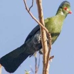 image of bird