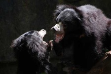 image of sloth_bear #21