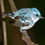image of bird