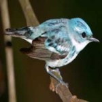 image of cerulean_warbler #20