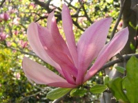 image of magnolia #51