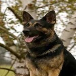 image of animal