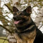 image of german_sheperd #8