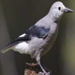 image of bird