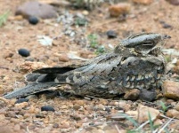 image of nightjar
