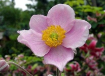 image of flower