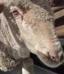 image of animal