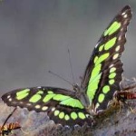 image of animal
