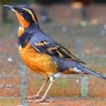 image of bird