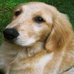 image of animal