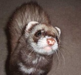 image of black_footed_ferret
