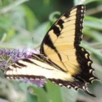 image of animal