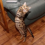 image of animal
