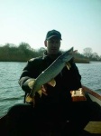 image of barracouta