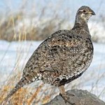 image of bird
