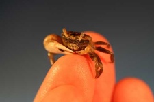 image of fiddler_crab #1