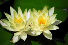 image of flower