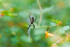 image of animal