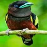 image of banded_broadbill #6