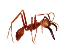 image of animal