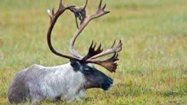 image of animal