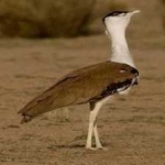 image of bird