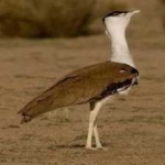 image of indian_bustard #22