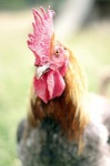 image of cock