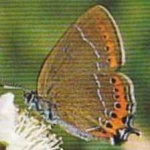 image of hairstreak #1