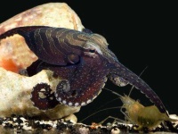 image of octopus