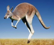 image of animal