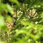 image of jaguar_car