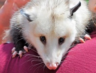image of possum #3