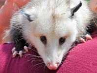 image of animal
