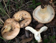image of mushrooms