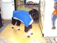 image of giant_schnauzer