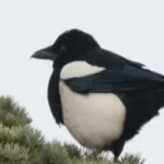 image of bird