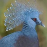 image of victoria_crowned_pigeon #23