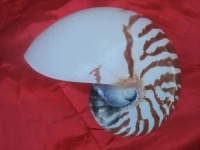 image of chambered_nautilus
