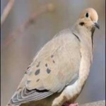 image of bird