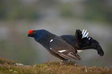 image of black_grouse #0