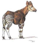 image of animal