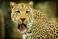 image of leopard