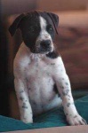 image of animal