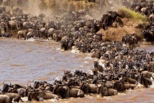 image of animal_migration