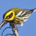 image of bird