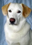 image of labrador_retriever