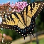 image of animal