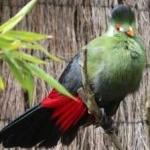 image of bird